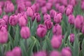 Purple tulips