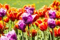 Purple tulips. Field of colorful tulips