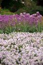 Purple tulips in flower bed