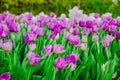 Purple tulips flower field Royalty Free Stock Photo