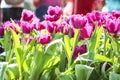 Purple tulips flower field blooming with water drop in garden natural background and sunshine in the morning Royalty Free Stock Photo