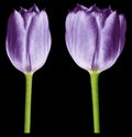 Purple tulips. Flowers on the black isolated background with clipping path.  Closeup.  no shadows.  Buds of a tulips on a green st Royalty Free Stock Photo