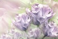 Purple tulips flowers on light pink-yellow background. Floral spring background. Close-up. Royalty Free Stock Photo