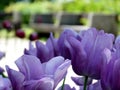 Purple tulips in foreground with beautiful fragile large petals in closeup view. blurred park benches Royalty Free Stock Photo