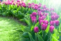 Purple tulips in a garden Royalty Free Stock Photo