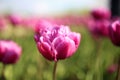 Purple tulips in garden. Spring. Beautiful flowers Royalty Free Stock Photo