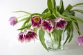 Purple tulips in glass vase on white background, still life, beauty of nature ,spring flowers. Royalty Free Stock Photo