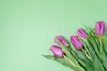 Purple tulips on a green background. Spring concept. Top view, f Royalty Free Stock Photo