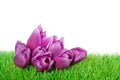 Purple tulips in on a green lawn
