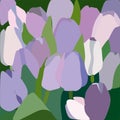 Purple tulips with green leaves.Many beautiful colorful tulips with leaves isolated on the background, for any festive Royalty Free Stock Photo