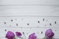 Purple tulips with green leaves, purple stones. Space for text Royalty Free Stock Photo