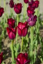 Purple tulips grow in the garden