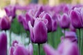 Purple tulips growing outside