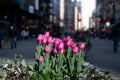 Purple Tulips at Herald Square during the Spring in Midtown Manhattan of New York City Royalty Free Stock Photo