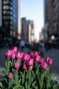 Purple Tulips at Herald Square during the Spring in Midtown Manhattan of New York City Royalty Free Stock Photo