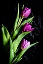 Purple Tulips isolated on black background