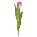 Purple tulips isolated on white background. EPS 10