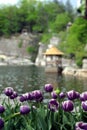 Purple Tulips Lakeside