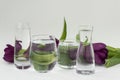 Purple tulips lie behind four transparent glass vessels on whitr background, shapes distortions through water, Royalty Free Stock Photo