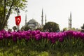 Purple tulips in line in front of blurred Blue Mosque in the Istanbul of Turkey