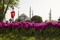 Purple tulips in line in front of blurred Blue Mosque in the Istanbul of Turkey.