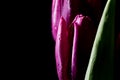 Purple tulips with mist water close up still