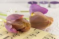 Purple tulips on a music sheet