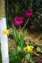 Purple tulips \