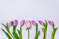 Purple tulips and pink rose row on white background closeup top view. spring season concept. minimal composition. row of colorful Royalty Free Stock Photo