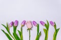 purple tulips and pink rose row on white background closeup top view. spring season concept. minimal composition. row of colorful Royalty Free Stock Photo