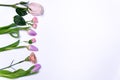 Purple tulips and pink roses on white background closeup on left side. spring season concept. minimal composition. row of colorful Royalty Free Stock Photo