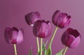 Purple tulips on purple 1 Royalty Free Stock Photo