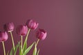 Purple tulips on purple 4 Royalty Free Stock Photo