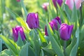Purple Tulips Purple rain, tulipa triumph close up in garden