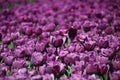 purple tulips in rows in a flower field in Oude-Tonge on the isl