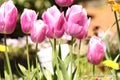 Purple tulips, in someones yard, in memory for a loved one Royalty Free Stock Photo