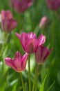Purple tulips in sunny day on a green blurred background Royalty Free Stock Photo