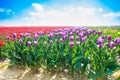 Purple tulips in sunshine during summer Royalty Free Stock Photo