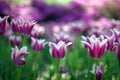 Purple tulips