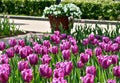 Purple tulips and vase with white flowers Royalty Free Stock Photo