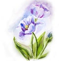 Purple tulips, watercolor painting.