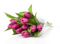 Purple tulips on a white background Royalty Free Stock Photo