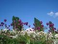 Purple tulips and white common daisies in flowerbed in park