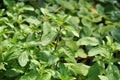 Purple Tulsi Basil - Ocimum tenuiflorum Royalty Free Stock Photo