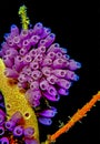 Purple Tunicates in Carfribean sea