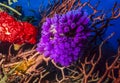 Purple tunicates Royalty Free Stock Photo