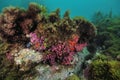 Purple tunicates on overhang