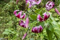 Purple Turban Lily also Lilium martagon flowers in a garden.