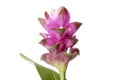 Purple Turmeric Flower Royalty Free Stock Photo