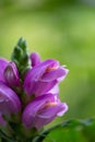 Purple turtlehead flower macro photography on a bright green background.